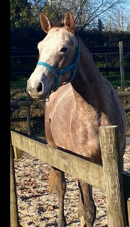 Jument SELLE FRANCAIS 5ans