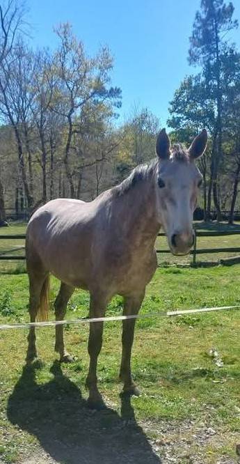 Jument SELLE FRANCAIS 5ans