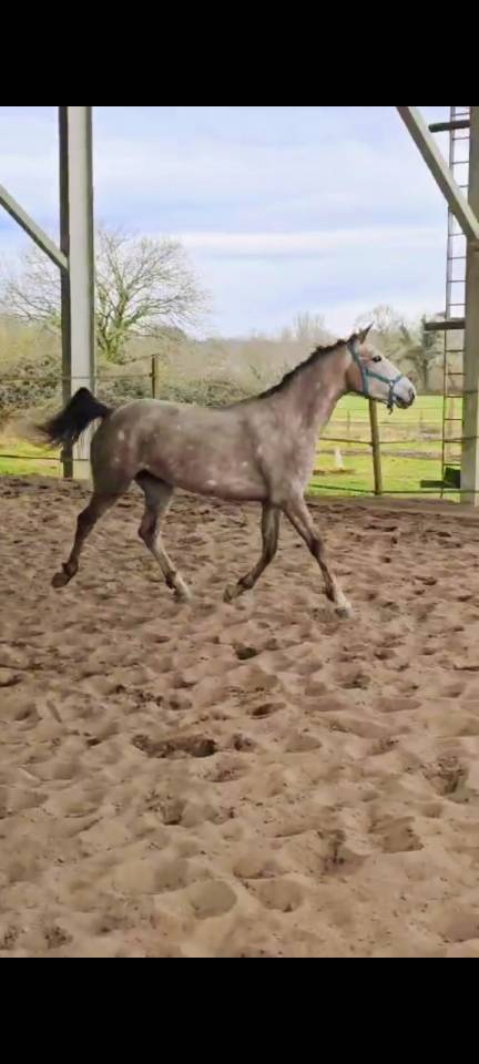 Jument SELLE FRANCAIS 5ans