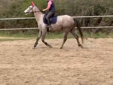 Jument SELLE FRANCAIS 5ans