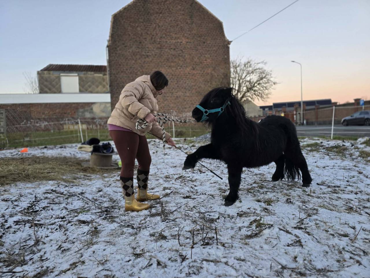 Shetland, d&eacute;bourr&eacute; 