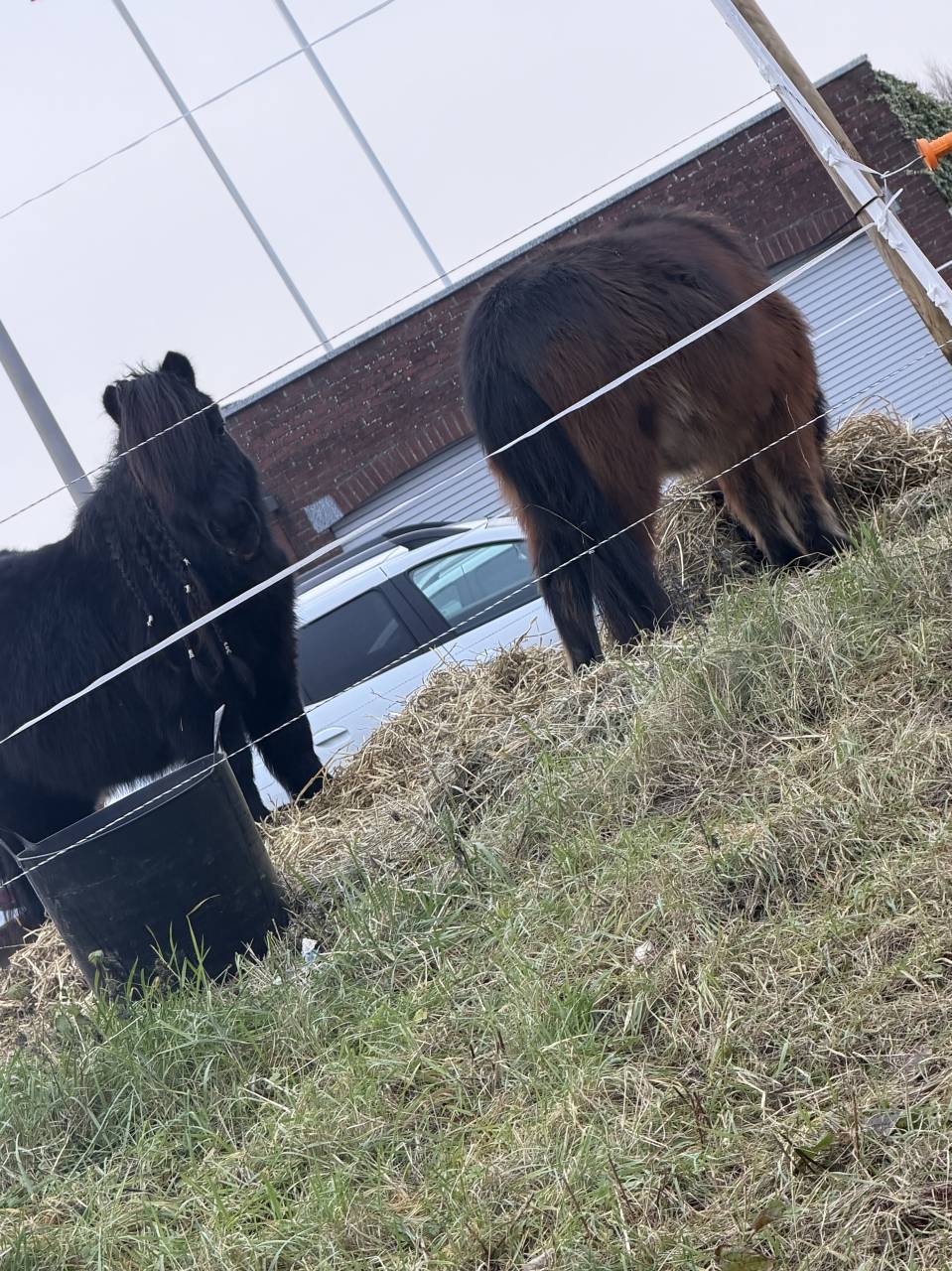 Shetland, d&eacute;bourr&eacute; 