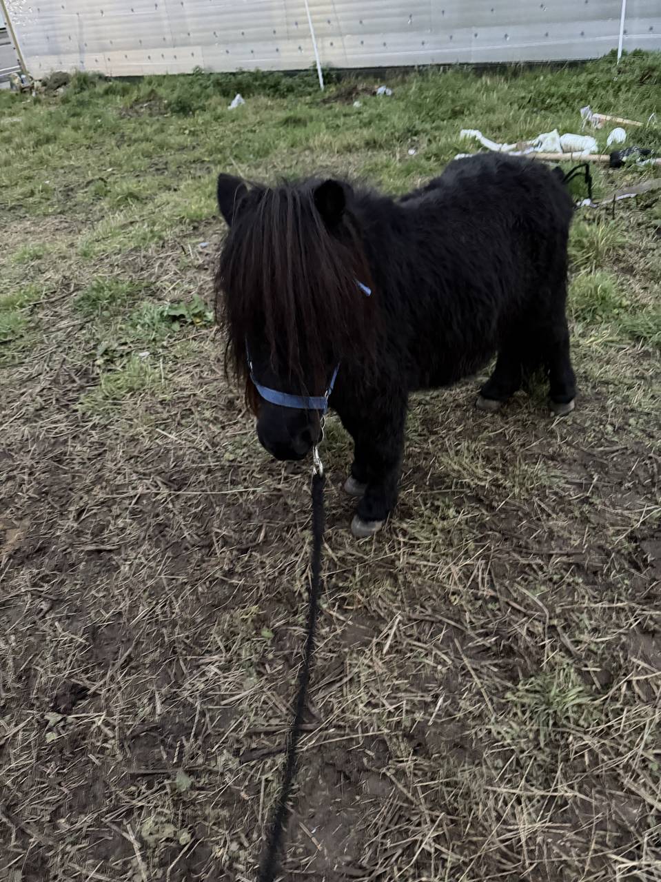 Shetland, d&eacute;bourr&eacute; 