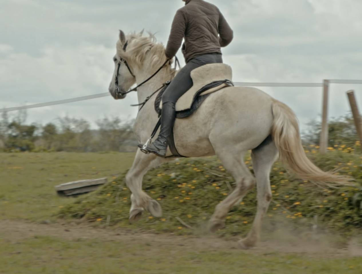 Jument ONC espagnole 15 ans 