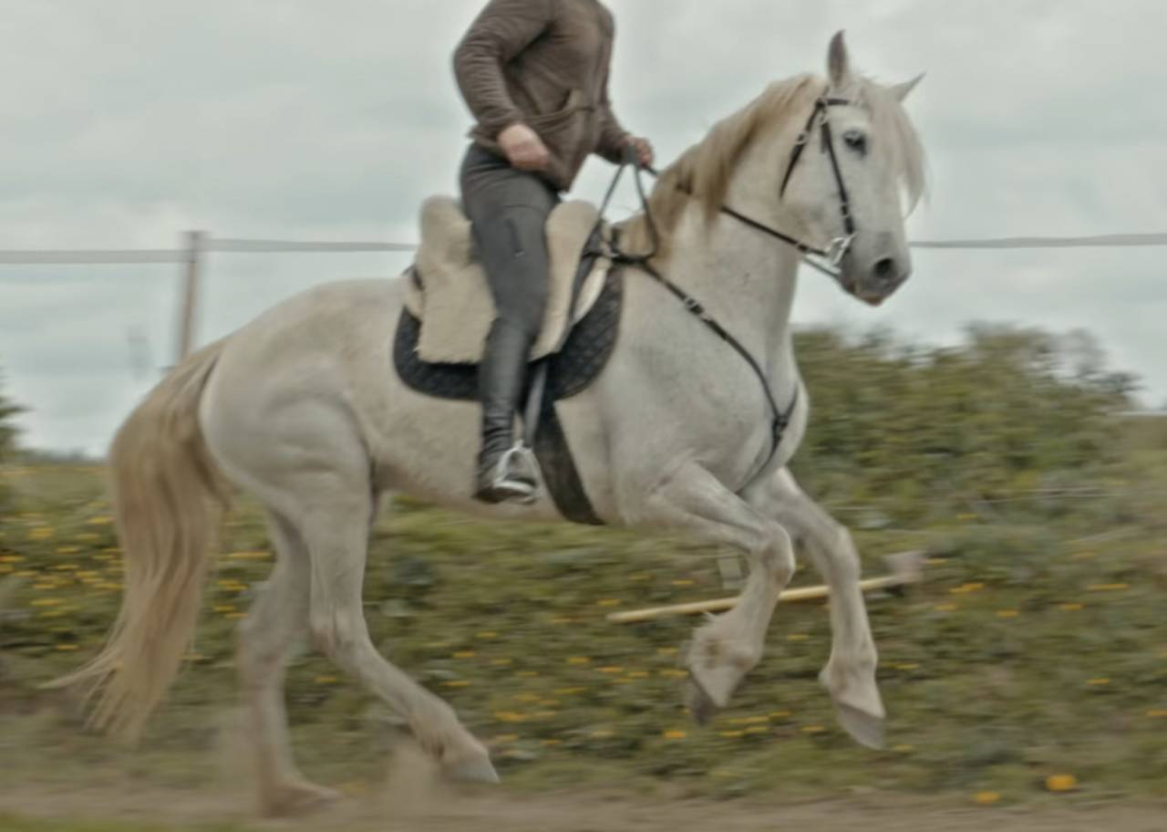 Jument ONC espagnole 15 ans 