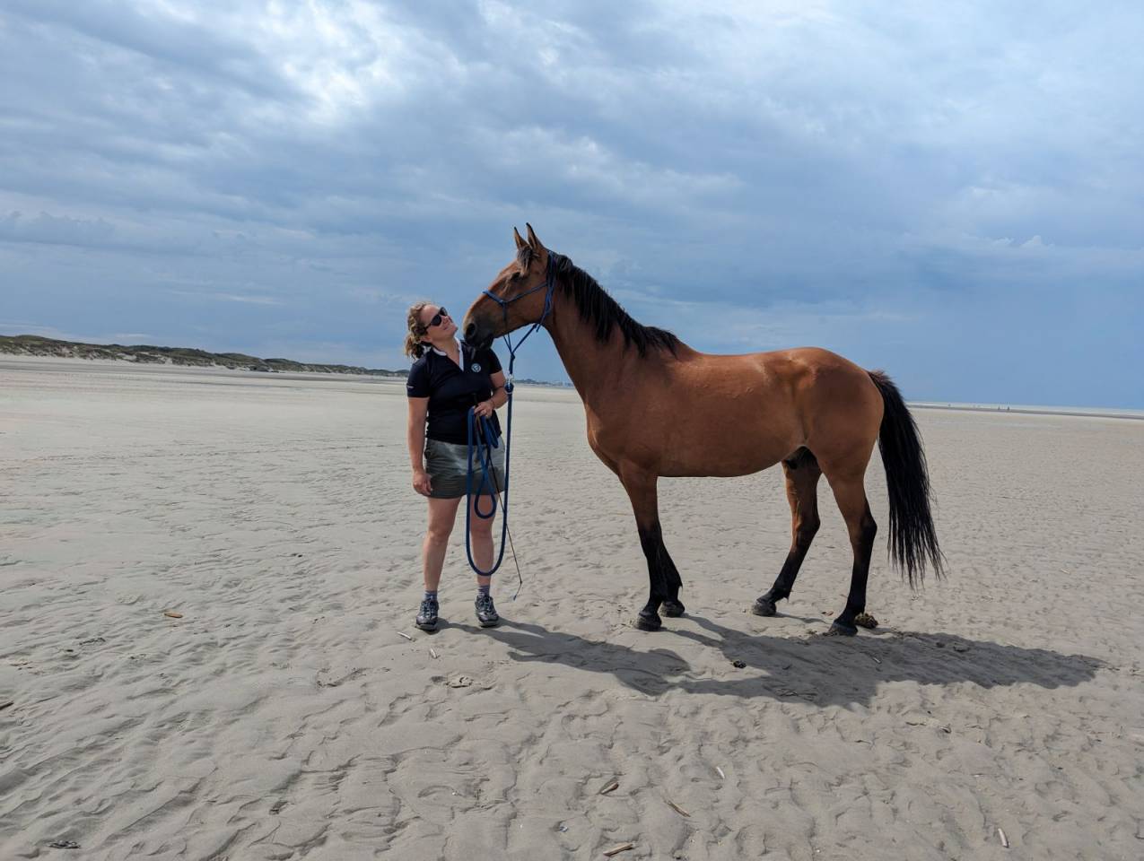 Hongre pour travail &agrave; pied ou m&eacute;diation animale 