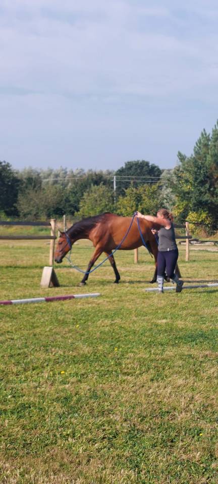 Hongre pour travail &agrave; pied ou m&eacute;diation animale 