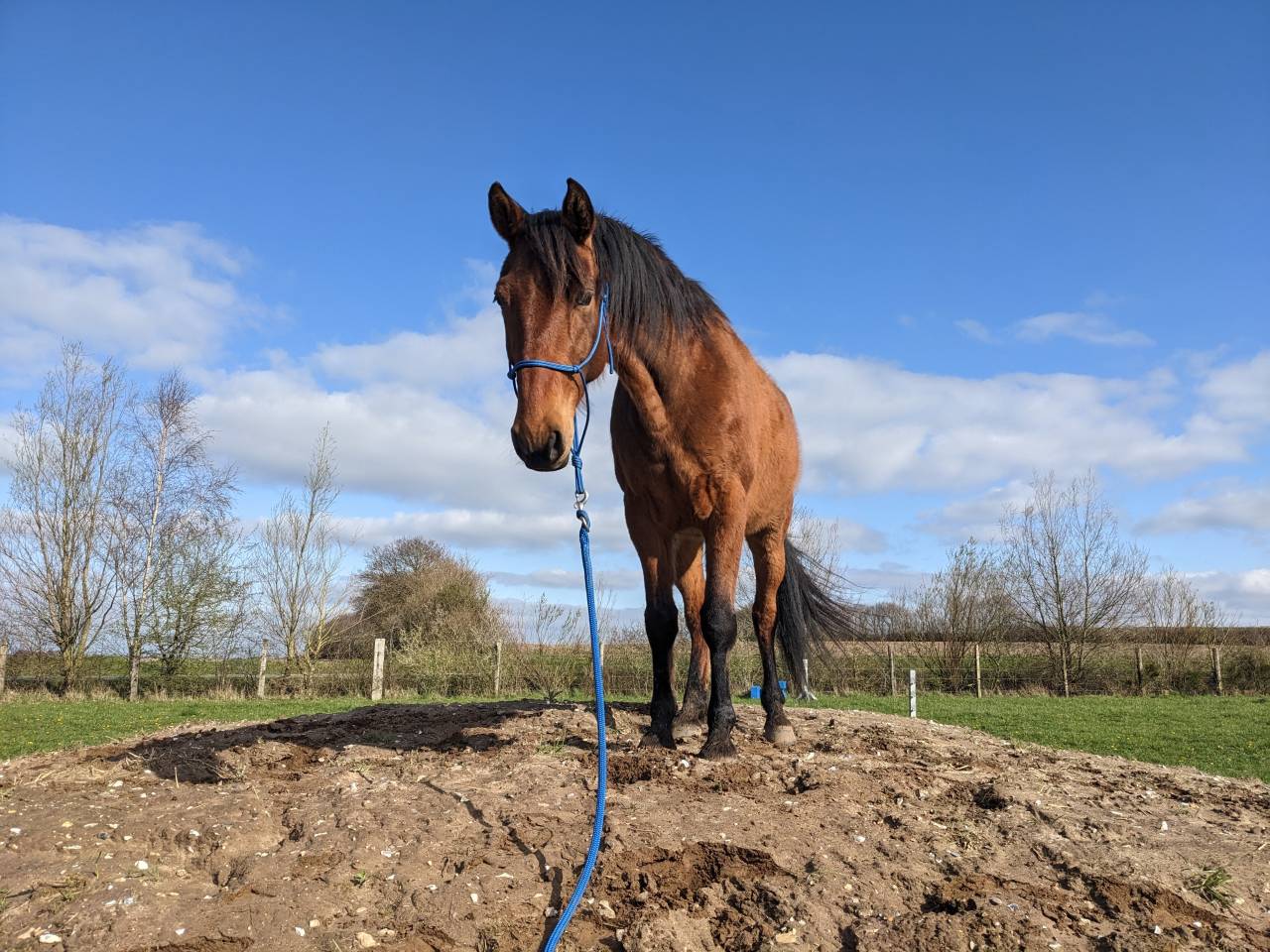 Hongre pour travail &agrave; pied ou m&eacute;diation animale 