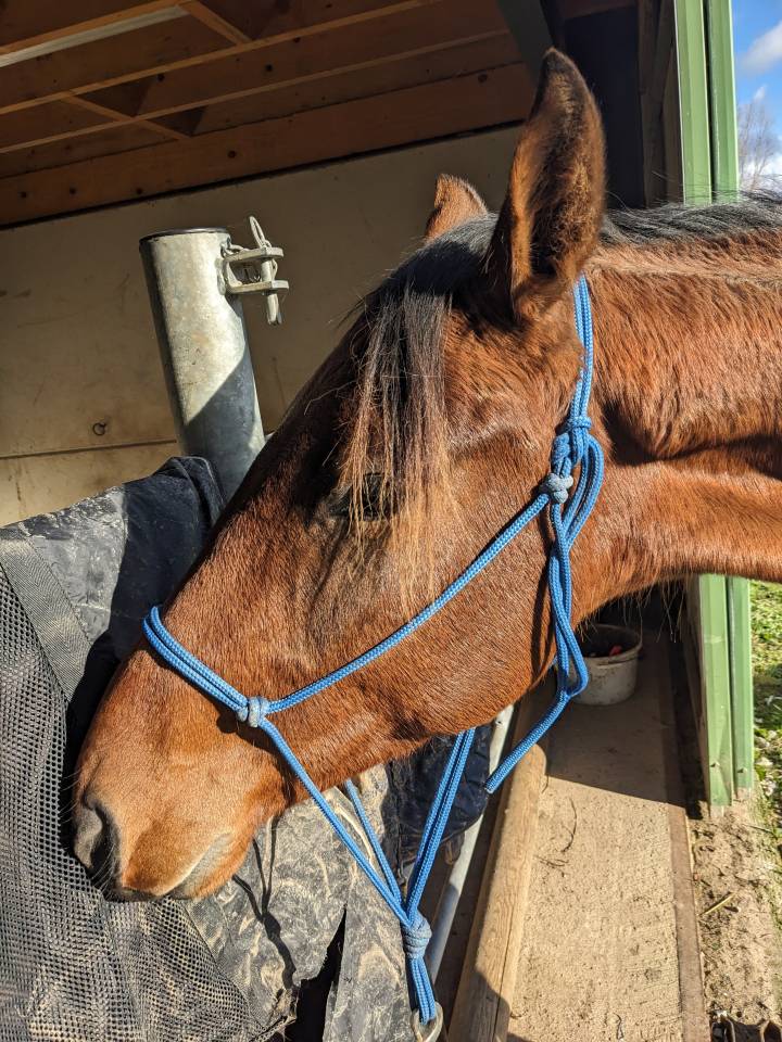 Hongre pour travail &agrave; pied ou m&eacute;diation animale 