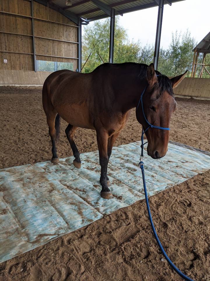 Hongre pour travail &agrave; pied ou m&eacute;diation animale 