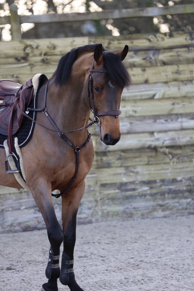 Cap Ferrat cityhorse z 