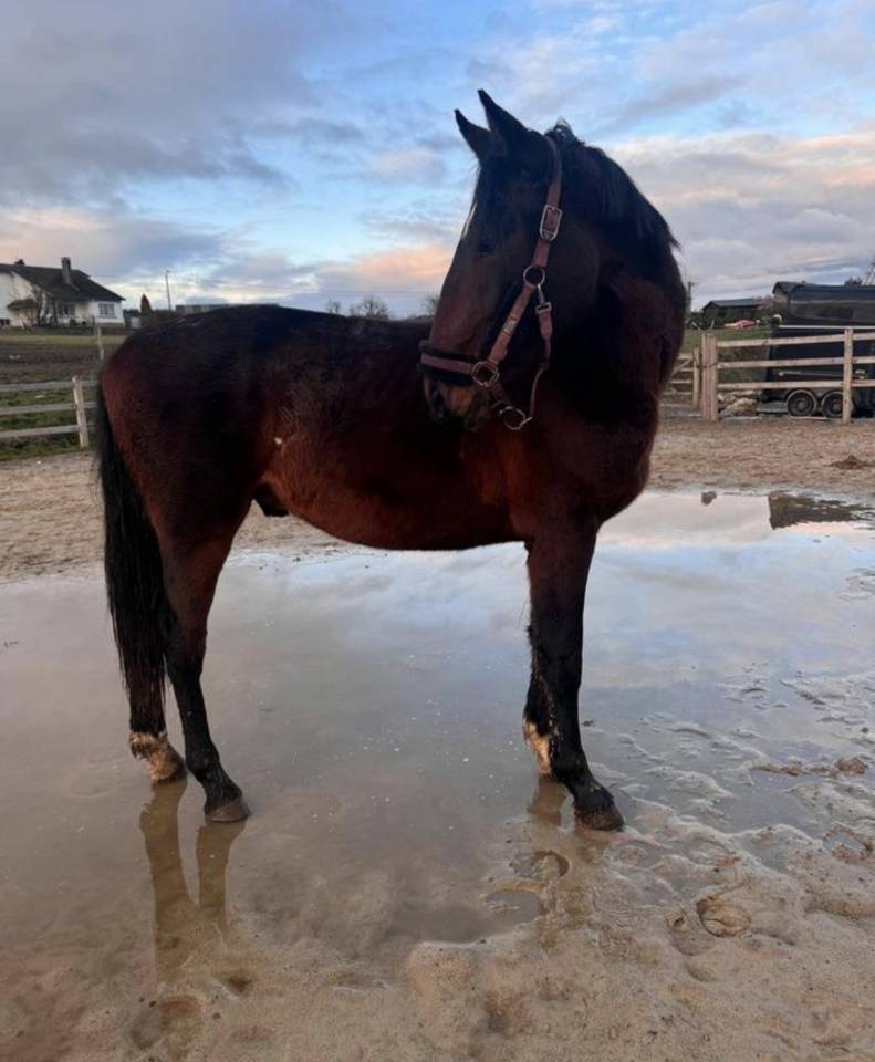 Entier 2024 - KWPN - LANTO HBC x OLYMPIA