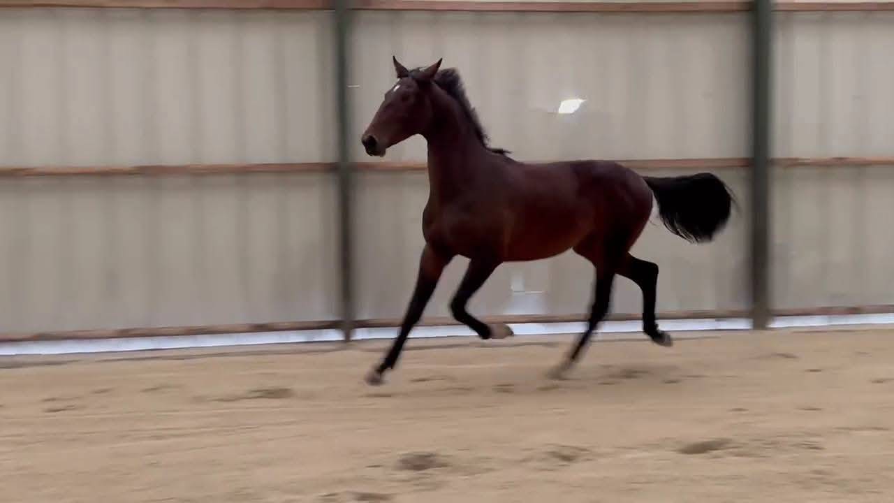 KWPN-Entier 2024-fils de LANTO HBC-Dressage-Obstacle