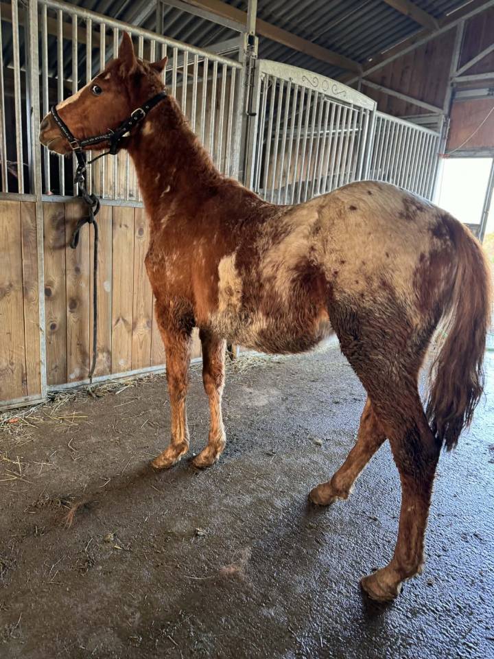 Chesnut appaloosa&overo-stallion 2024-baloubet du rouet