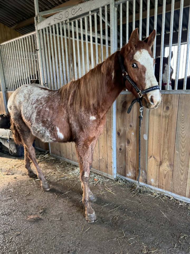 Chesnut appaloosa&overo-stallion 2024-baloubet du rouet