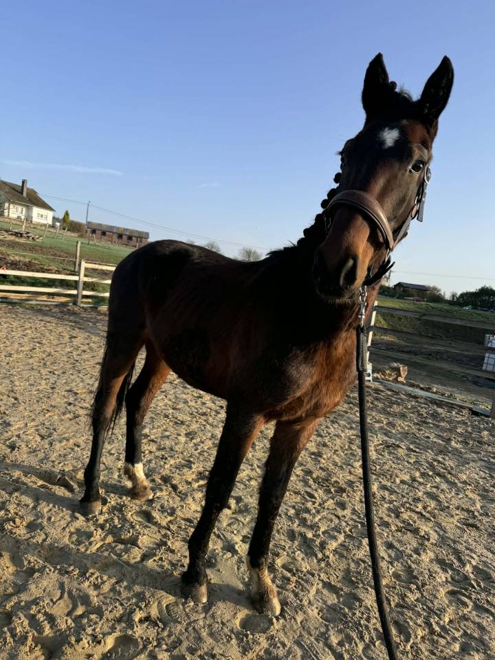 KWPN-2024-Lanto/Silvio HBC-Olympia/Kingston Blue Horse