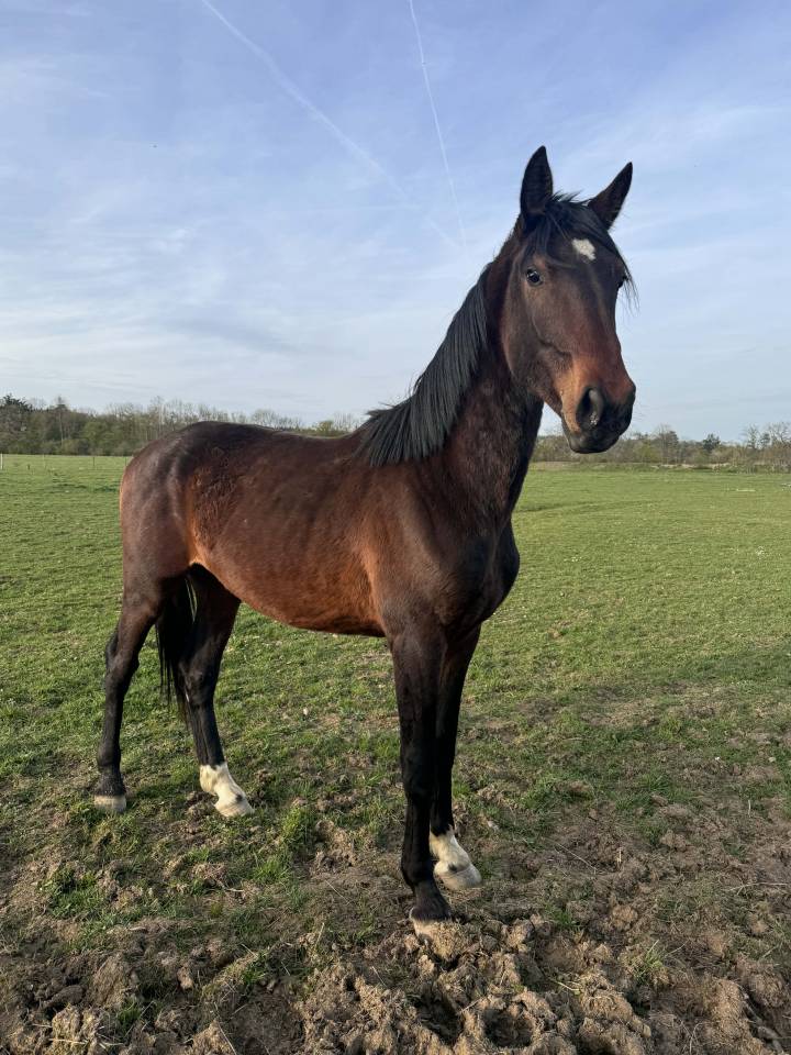 Magnifique KWPN CSO/CCE/DRESSAGE