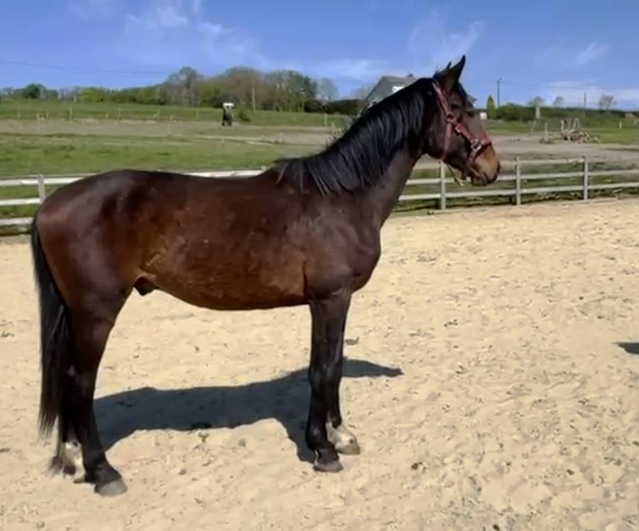 Magnifique KWPN CSO/CCE/DRESSAGE