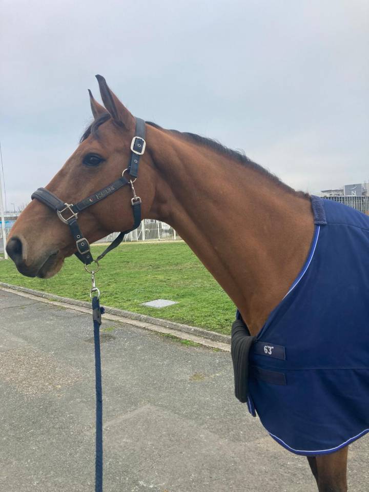 Easy boy hongre Sf 12 ans 