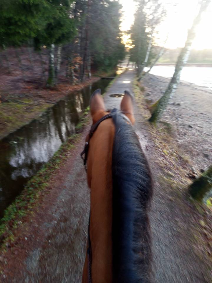 Easy boy hongre Sf 12 ans 