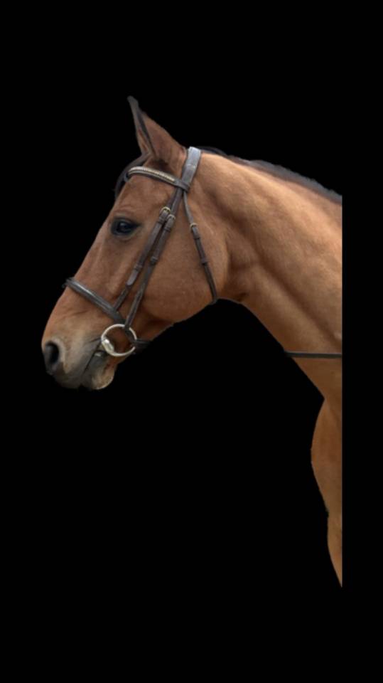 Easy boy hongre Sf 12 ans 