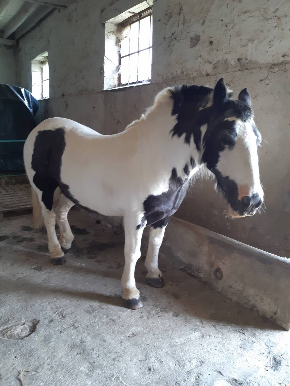 Hongre Irish Cob