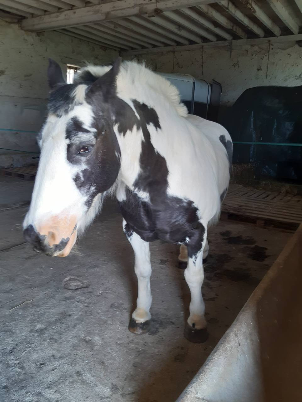 Hongre Irish Cob