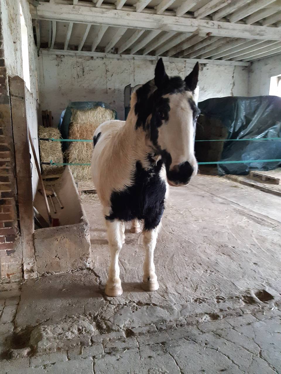 Hongre Irish Cob