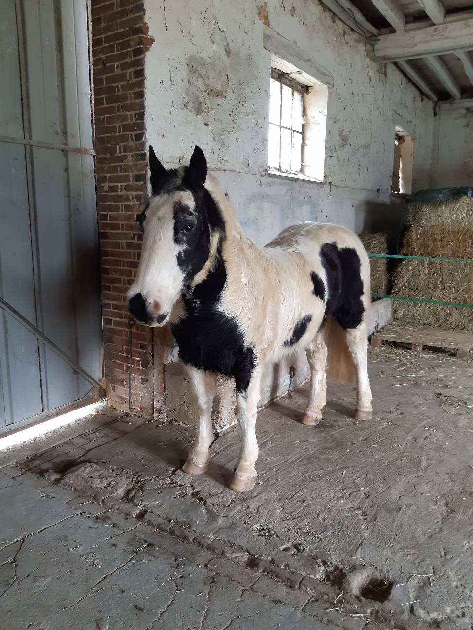 Hongre Irish Cob