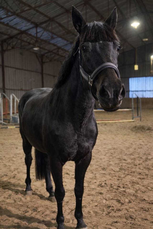 Super juments pr&ecirc;te sur 135