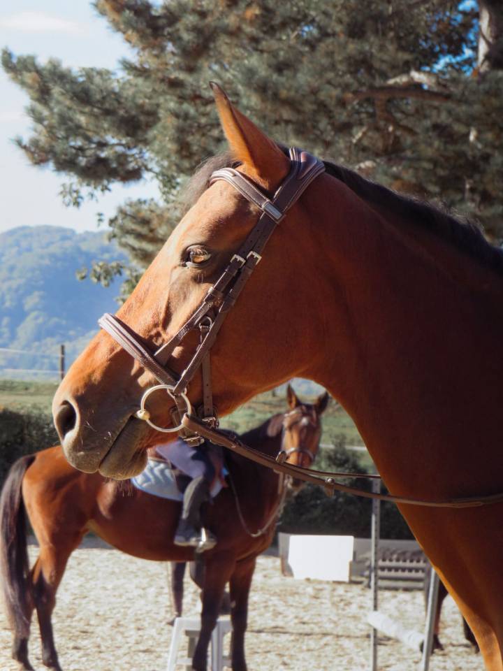 Jument 5 ans selle fran&ccedil;ais 