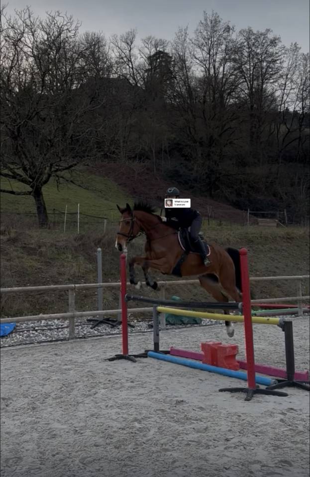 Cheval hongre Zangersheide 