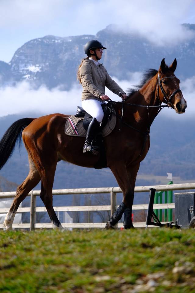 Cheval hongre Zangersheide 