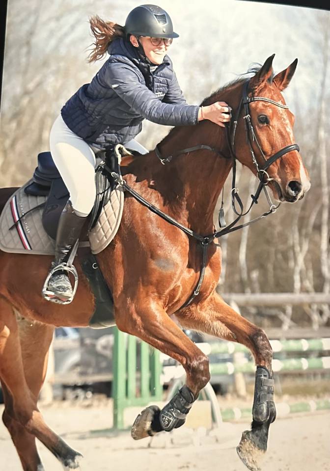 Cheval hongre Zangersheide 