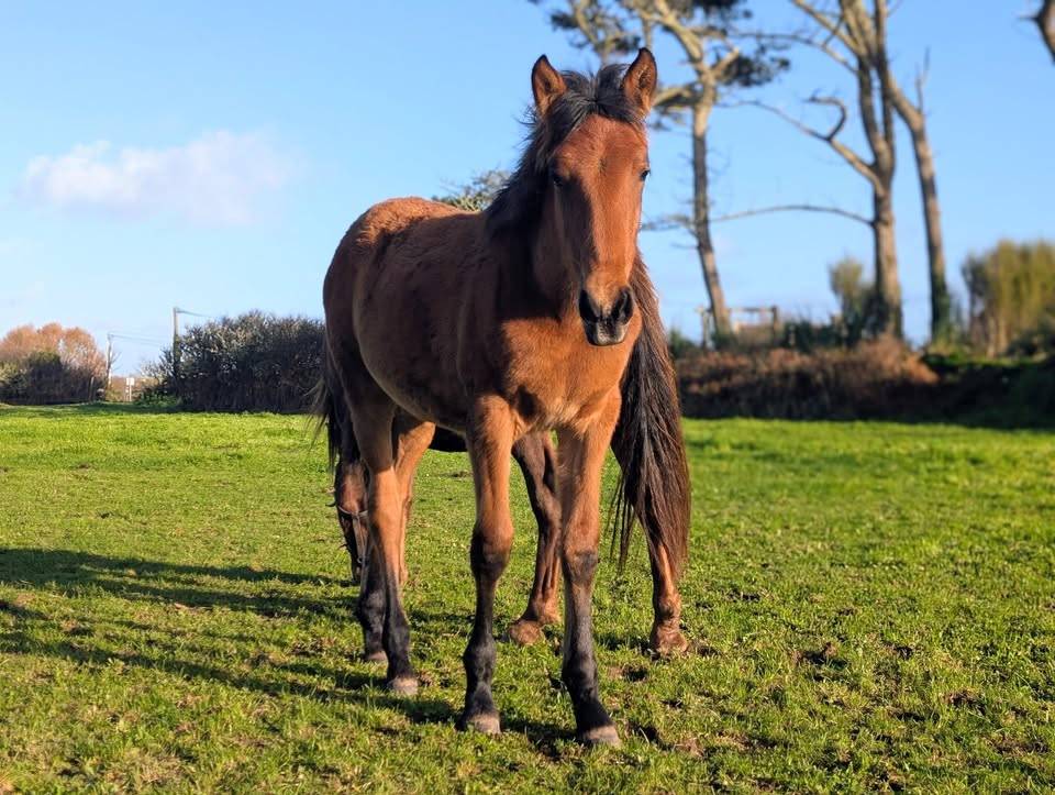 Plume de Kernevez, juillet 2025, pouliche PP PRE baie