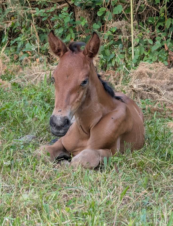 Plume de Kernevez, juillet 2025, pouliche PP PRE baie