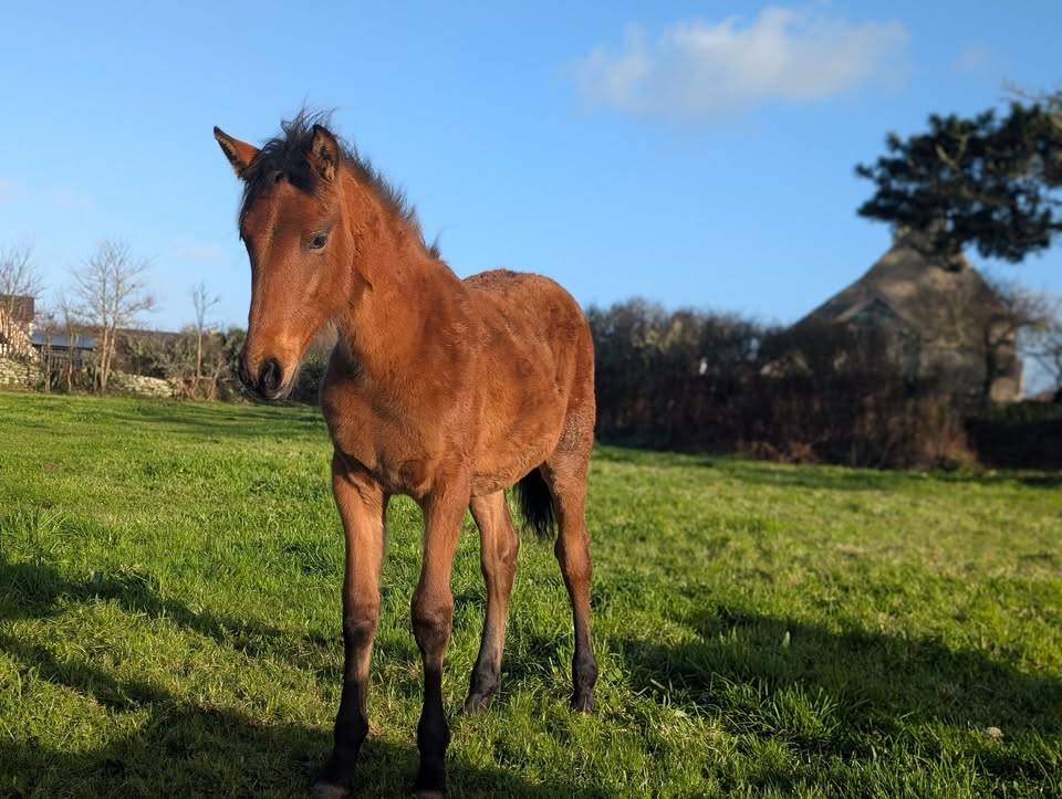 Plume de Kernevez, juillet 2025, pouliche PP PRE baie