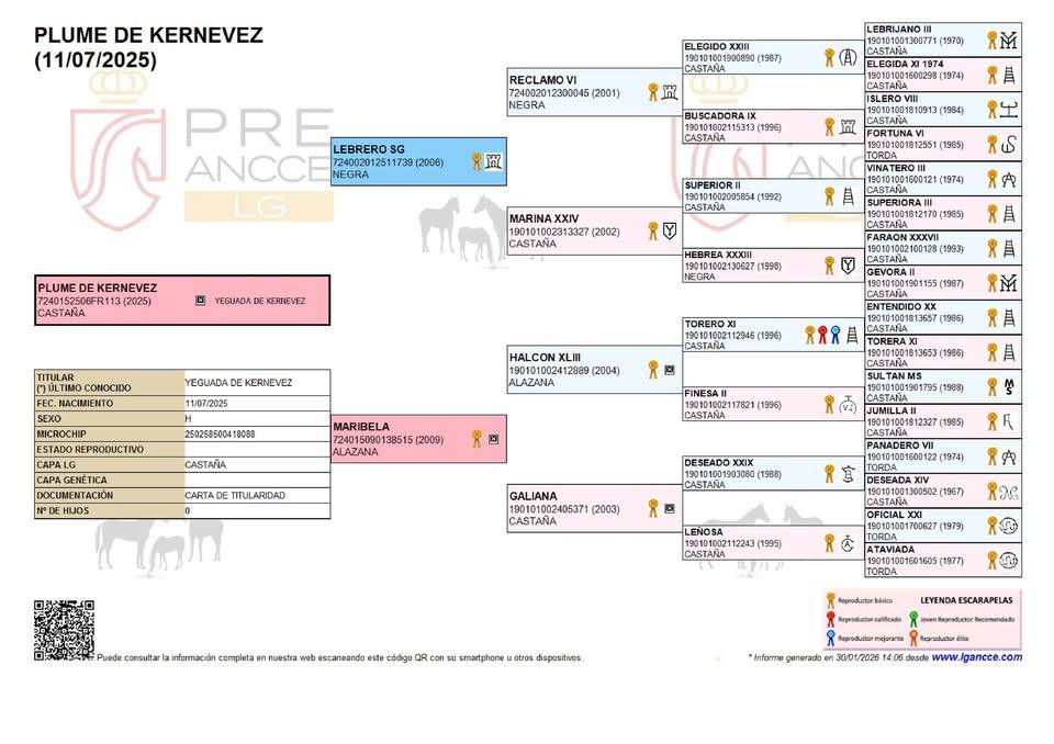 Plume de Kernevez, juillet 2025, pouliche PP PRE baie