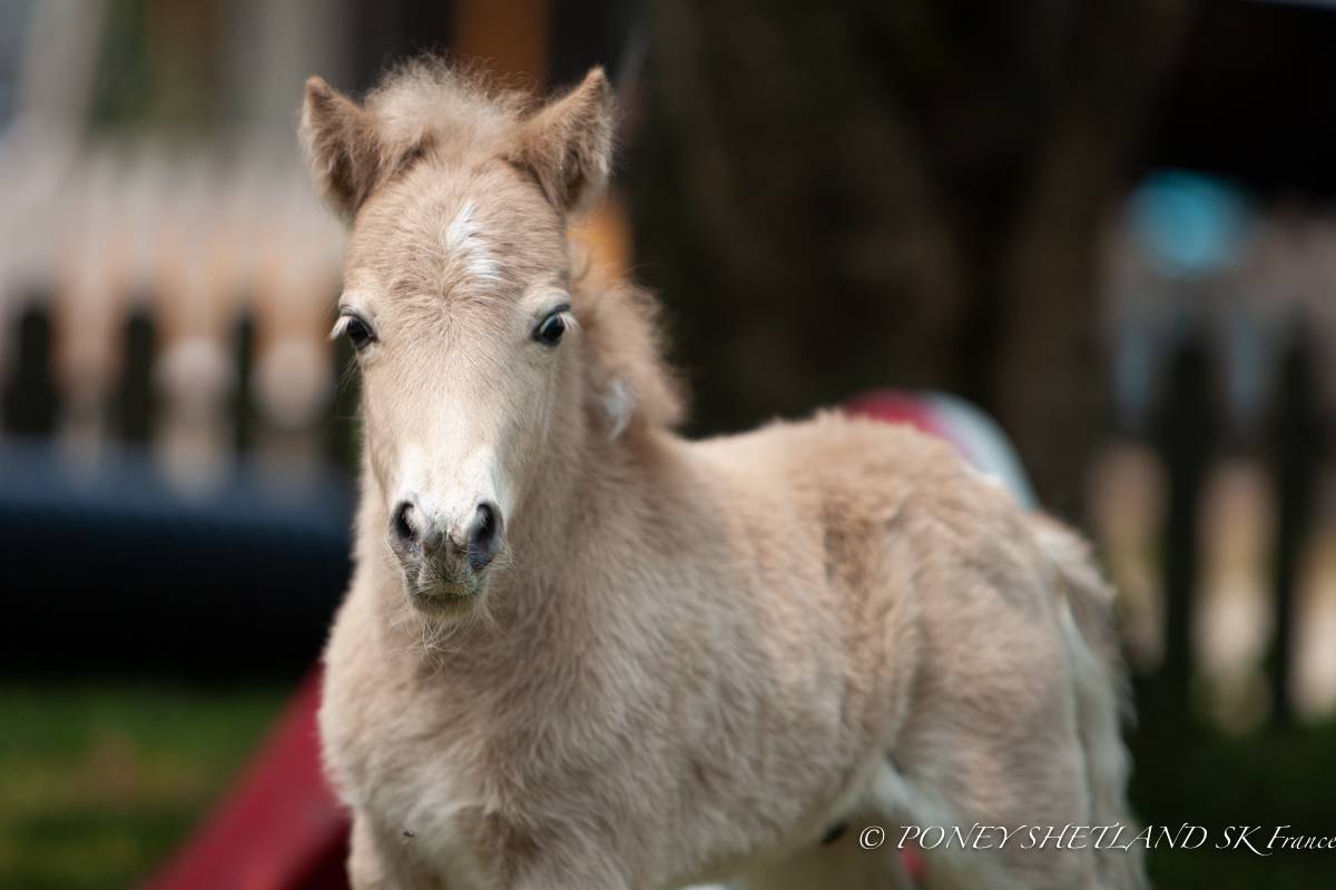 Poney Shetland robe Mushroom Pie