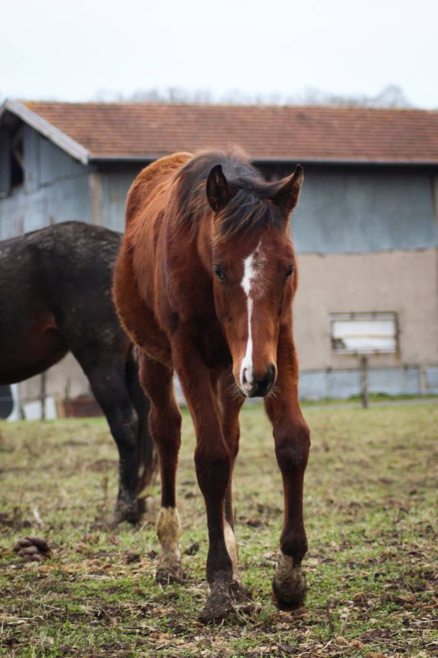 Poulain Anglo-arabe PP, 8 mois