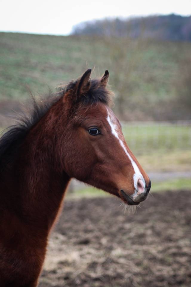 Poulain Anglo-arabe PP, 8 mois
