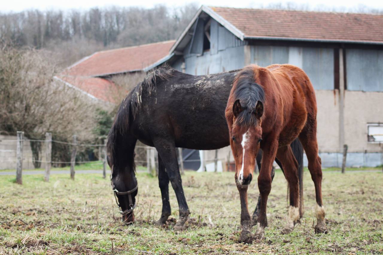 Poulain Anglo-arabe PP, 8 mois