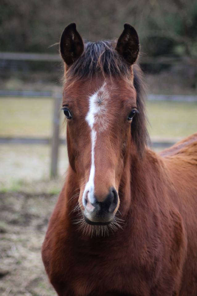 Poulain Anglo-arabe PP, 8 mois
