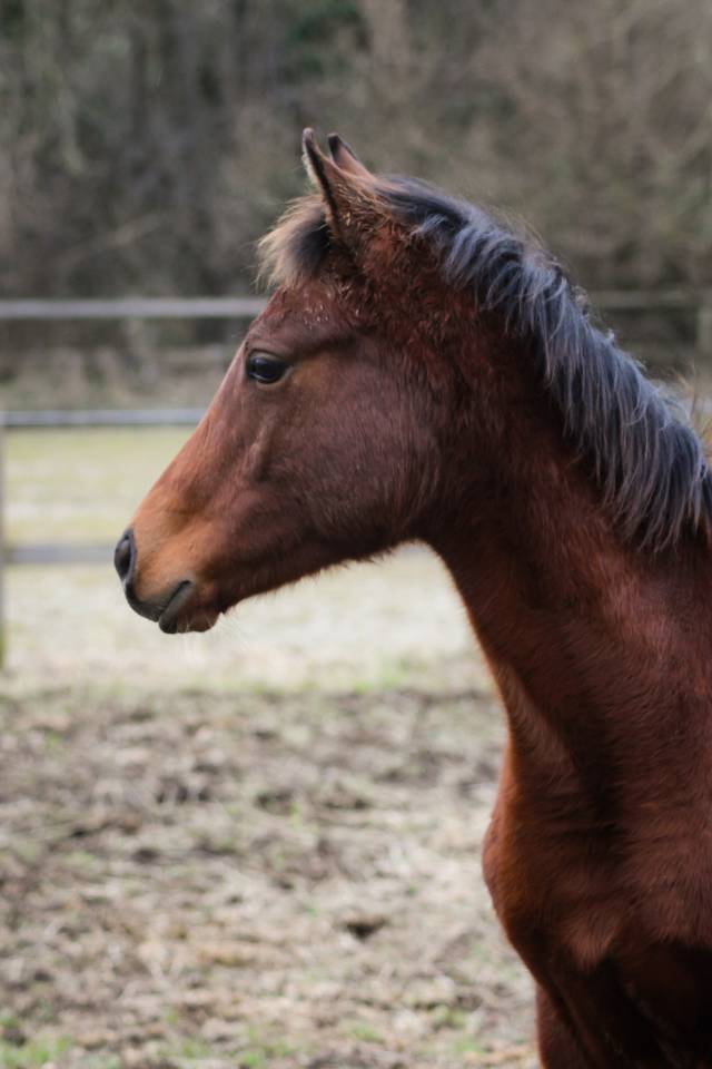 Poulain Anglo-arabe PP, 8 mois