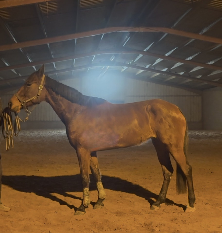 Adorable jument de 7 ans