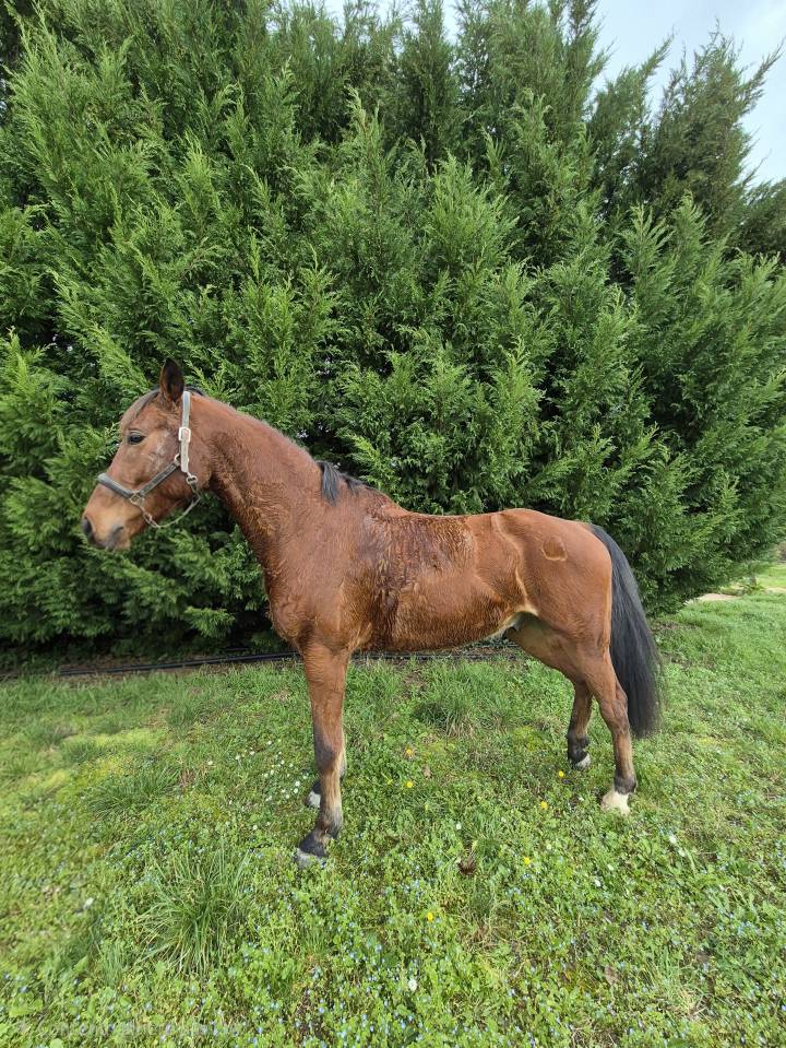Selle fran&ccedil;ais 10 ans