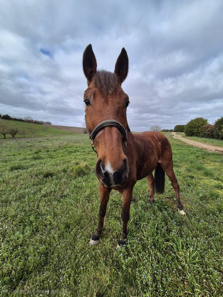 Selle fran&ccedil;ais 10 ans