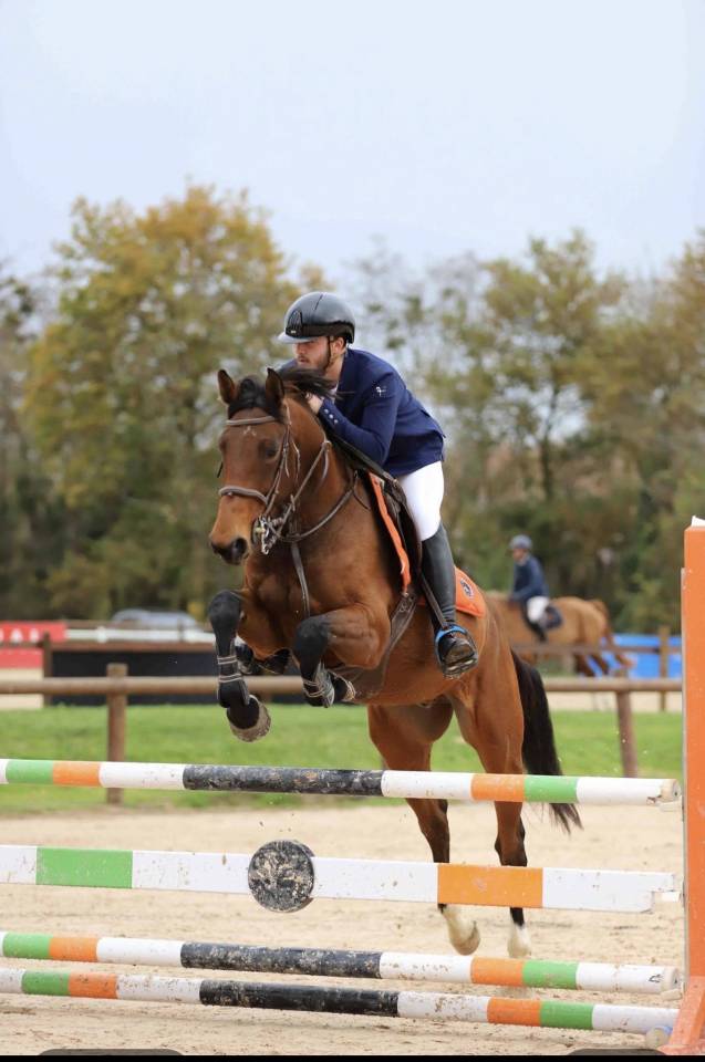 Magnifique hongre de 5 ans 