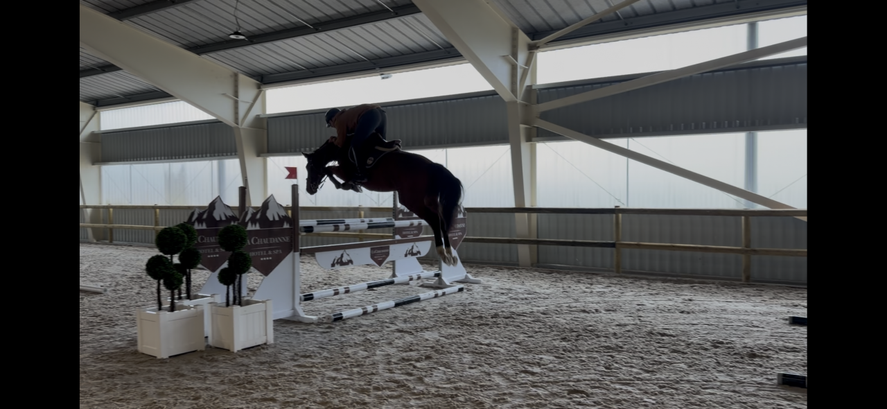 Magnifique hongre de 5 ans 