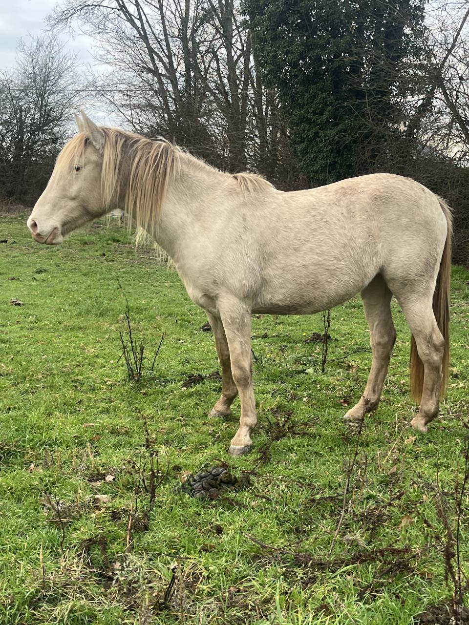 Jument champagne homozygote 